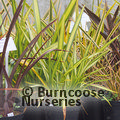 PHORMIUM 'Yellow Wave'  