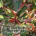 PHOTINIA x fraseri 'Pink Marble' 