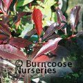 PHOTINIA 'Blackberry Gem'  