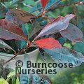 PHOTINIA 'Blackberry Gem'  