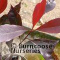 PHOTINIA 'Blackberry Gem'  
