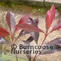 PHOTINIA 'Blackberry Gem'  