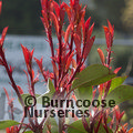 PHOTINIA   