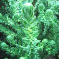 Small image of PHYLICA
