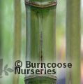 Small image of PHYLLOSTACHYS - see BAMBOO