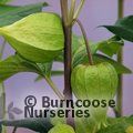 Small image of PHYSALIS
