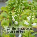 PHYSOSTEGIA virginiana 'Miss Manners' 