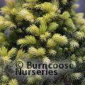 Small image of PICEA