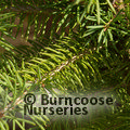 PICEA pungens 'Glauca' 