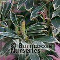 PIERIS 'Flaming Silver'  