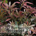 PIERIS 'Flaming Silver'  