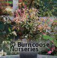 PIERIS 'Flaming Silver'  