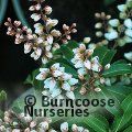 PIERIS japonica 'Bonfire' 