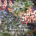 PIERIS japonica 'Bonfire' 