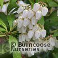 PIERIS japonica 'Purity' 