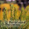 PINUS mugo 'Mughus' 