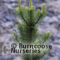 PINUS mugo 'Mughus' 