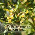 PITTOSPORUM bicolor  