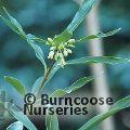 PITTOSPORUM glabratum  