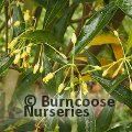 PITTOSPORUM glabratum  