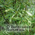 PITTOSPORUM glabratum  