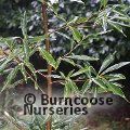 PITTOSPORUM glabratum  