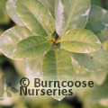 PITTOSPORUM tenuifolium 'Silver Ball' 