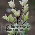 PITTOSPORUM tenuifolium 'Irene Paterson' 