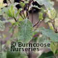 PITTOSPORUM tenuifolium 'Irene Paterson' 