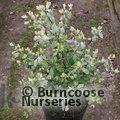 PITTOSPORUM tenuifolium 'Irene Paterson' 