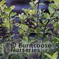 PITTOSPORUM tenuifolium 'Abbotsbury Gold' 