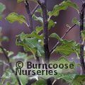 PITTOSPORUM tenuifolium 'Abbotsbury Gold' 