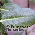 PITTOSPORUM tenuifolium 'Golf Ball' 