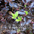 PITTOSPORUM tenuifolium 'Tom Thumb' 