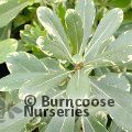PITTOSPORUM tobira 'Neige du Mont Vertoux' 
