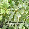 PITTOSPORUM tobira 'Neige du Mont Vertoux' 
