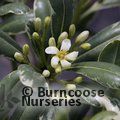 PITTOSPORUM tobira 'Variegatum' 