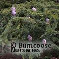 PODOCARPUS totara  