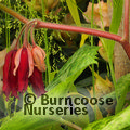 PODOPHYLLUM versipelle 'Spotty Dotty' 