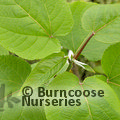Small image of POPULUS