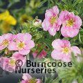 POTENTILLA fruticosa 'Bellissima' 