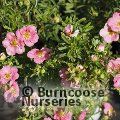 POTENTILLA fruticosa 'Bellissima' 