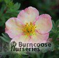 POTENTILLA fruticosa 'Daydawn' 
