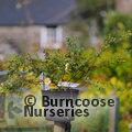 POTENTILLA fruticosa 'Daydawn' 