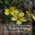 POTENTILLA fruticosa 'Elizabeth' 