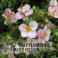 POTENTILLA fruticosa 'Princess' 