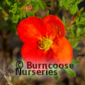 POTENTILLA fruticosa 'Red Ace' 