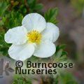 POTENTILLA fruticosa 'Tilford Cream' 