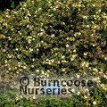 POTENTILLA fruticosa 'Primrose Beauty' 