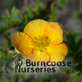 POTENTILLA fruticosa 'Tangerine' 